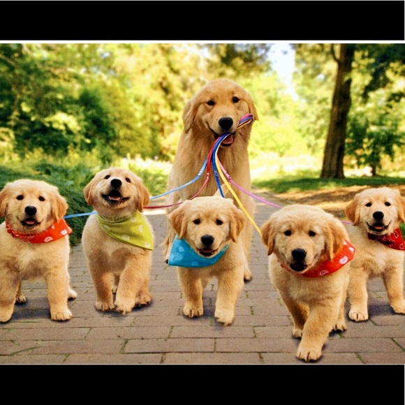 Meet your Posher, Sonele - Picture 3 of 6